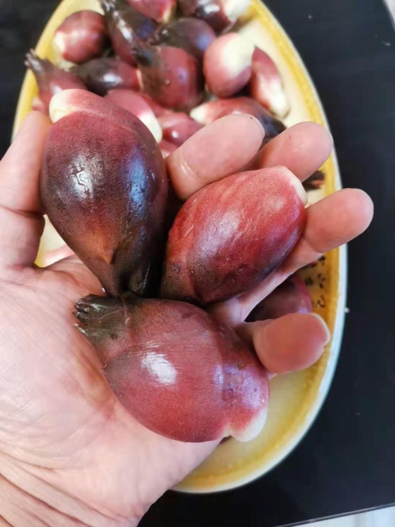 阳荷种子