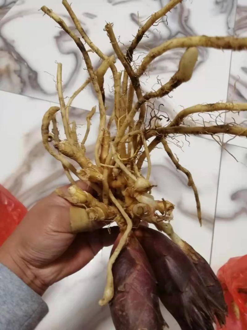 阳荷种子