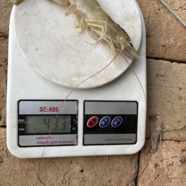 南美白对虾出售