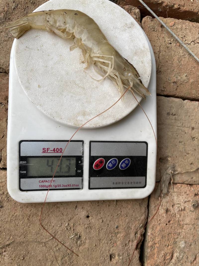 南美白对虾出售