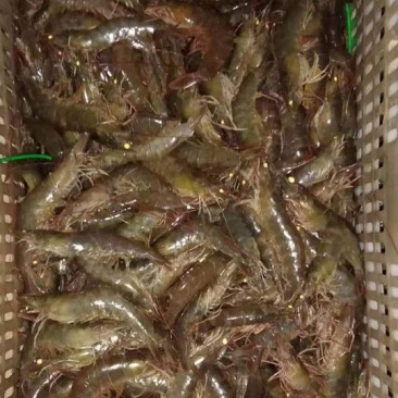 南北白对虾出售，大户来。