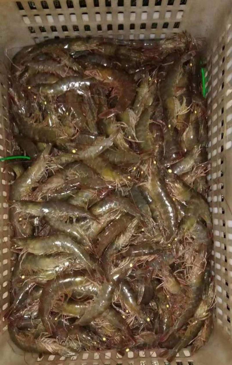 南北白对虾出售，大户来。