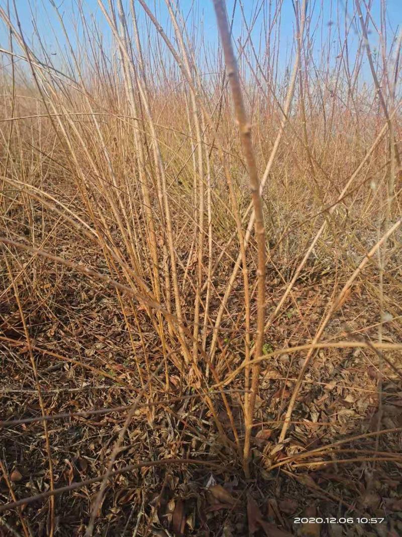 连翘苗一亩田种植多少2年—3年连翘苗一手供应，实地起苗