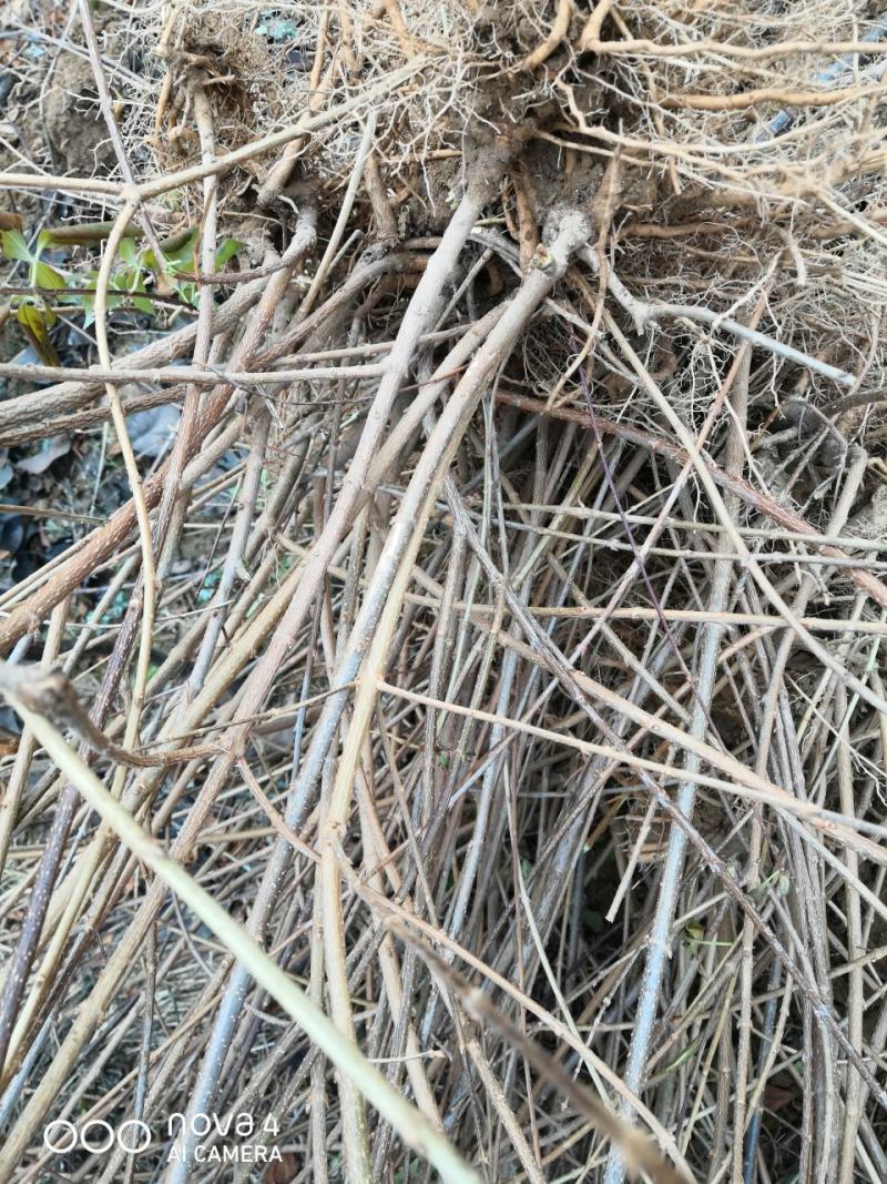 连翘苗一亩田种植多少2年—3年连翘苗一手供应，实地起苗