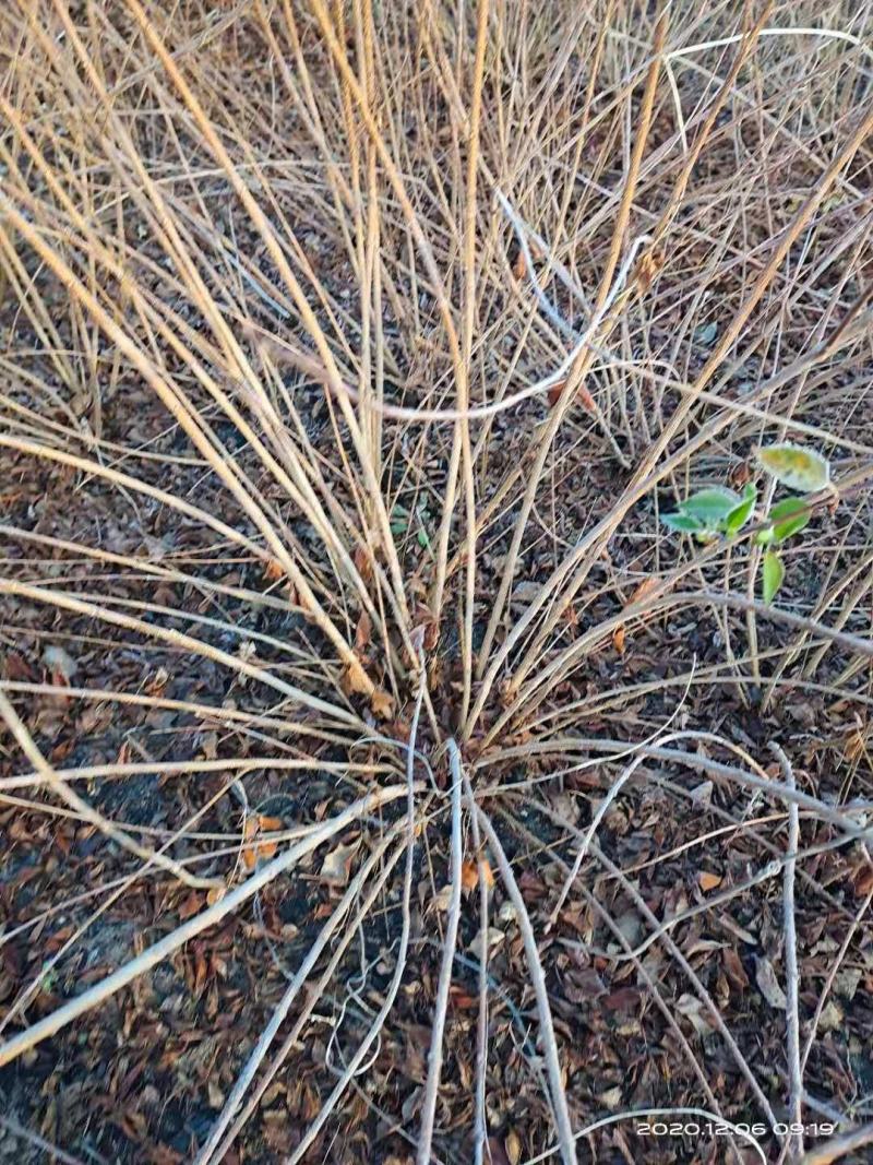 连翘苗一亩田种植多少2年—3年连翘苗一手供应，实地起苗