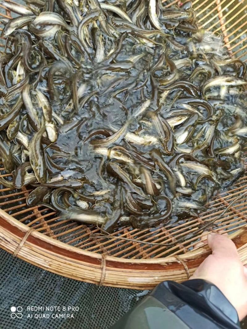 热卖《大口鲶鱼苗》产地直供包运输下塘提供技术货到付款
