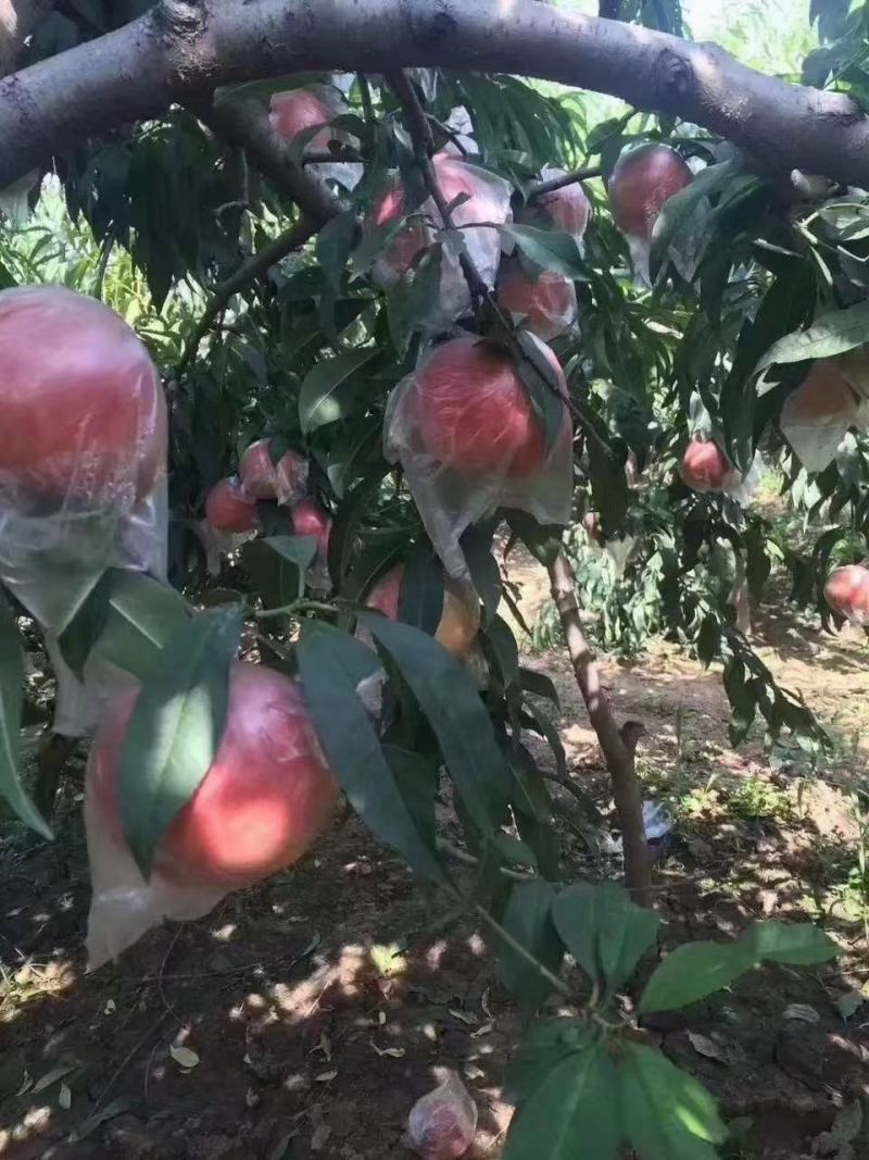 陕西礼泉膜袋秦王大量上市，欢迎前来采购
