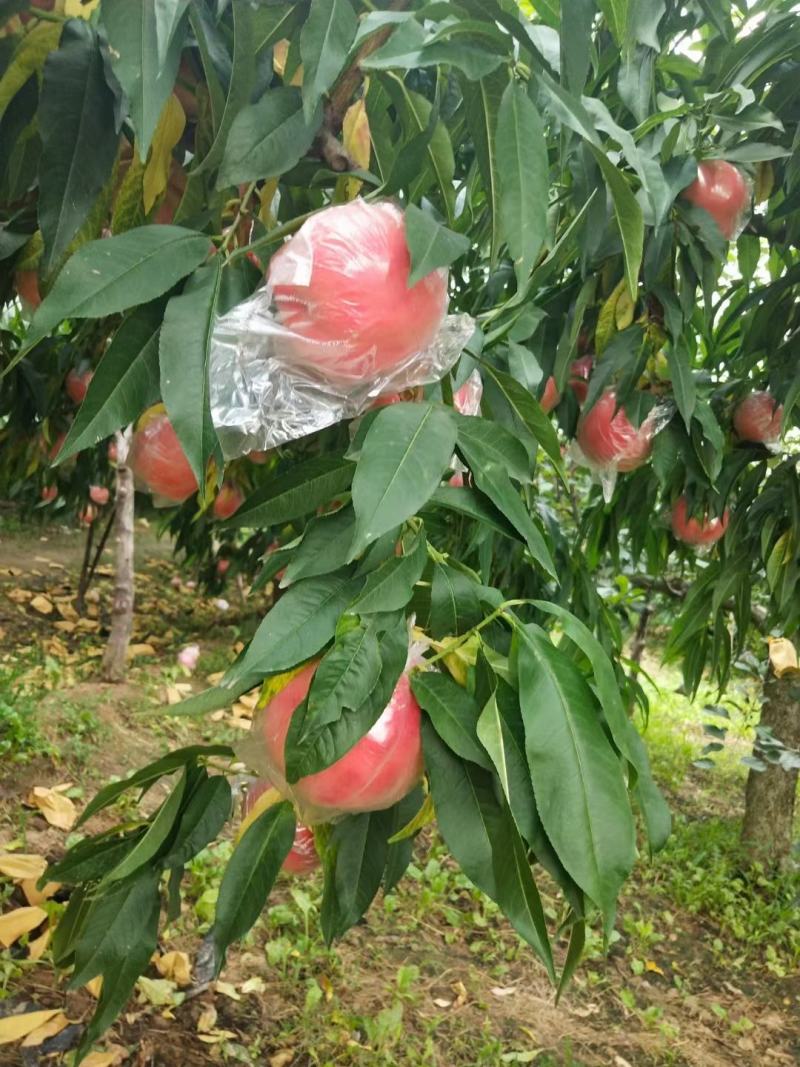陕西礼泉膜袋秦王大量上市，欢迎前来采购