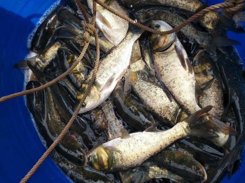 花白鲢鱼苗产地大量出售鱼塘水库包运输支持技术指导