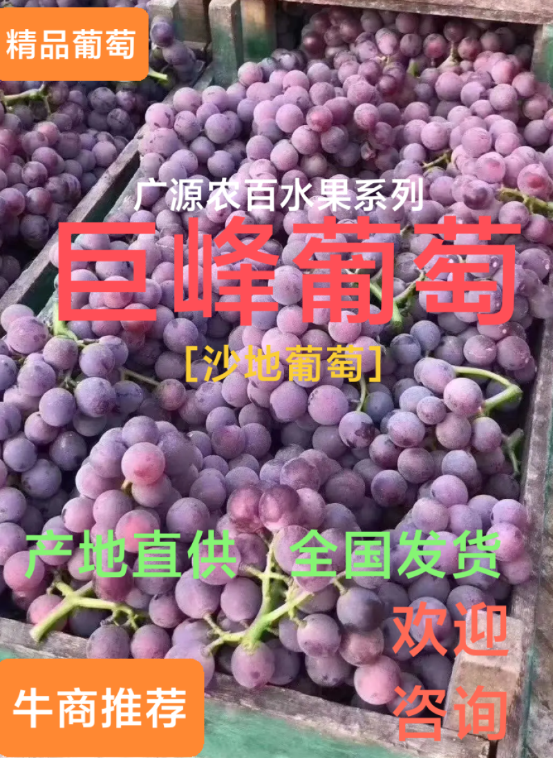 【河北】巨峰葡萄，大量上市，产地直供欢迎咨询