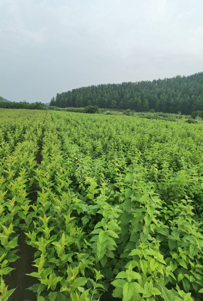 东北山梅花太平花大苗子小苗子都有量大可以优惠