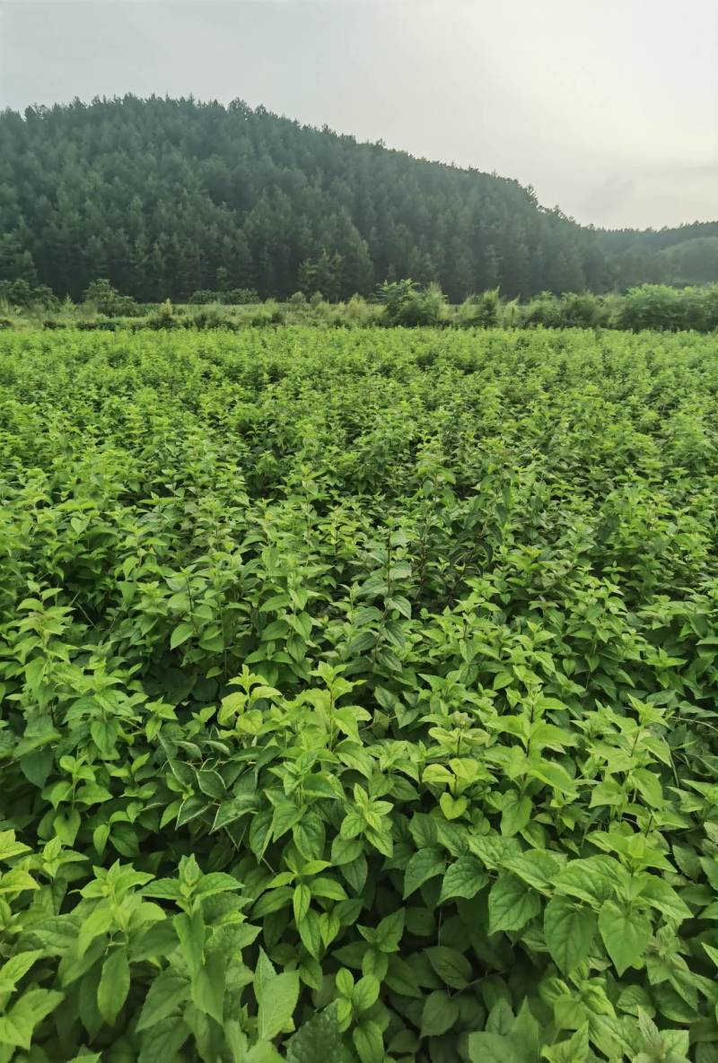 东北山梅花太平花大苗子小苗子都有量大可以优惠