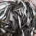 银鳕鱼苗淡水银鳕鱼鱼场直供提供技术指导包运输下塘
