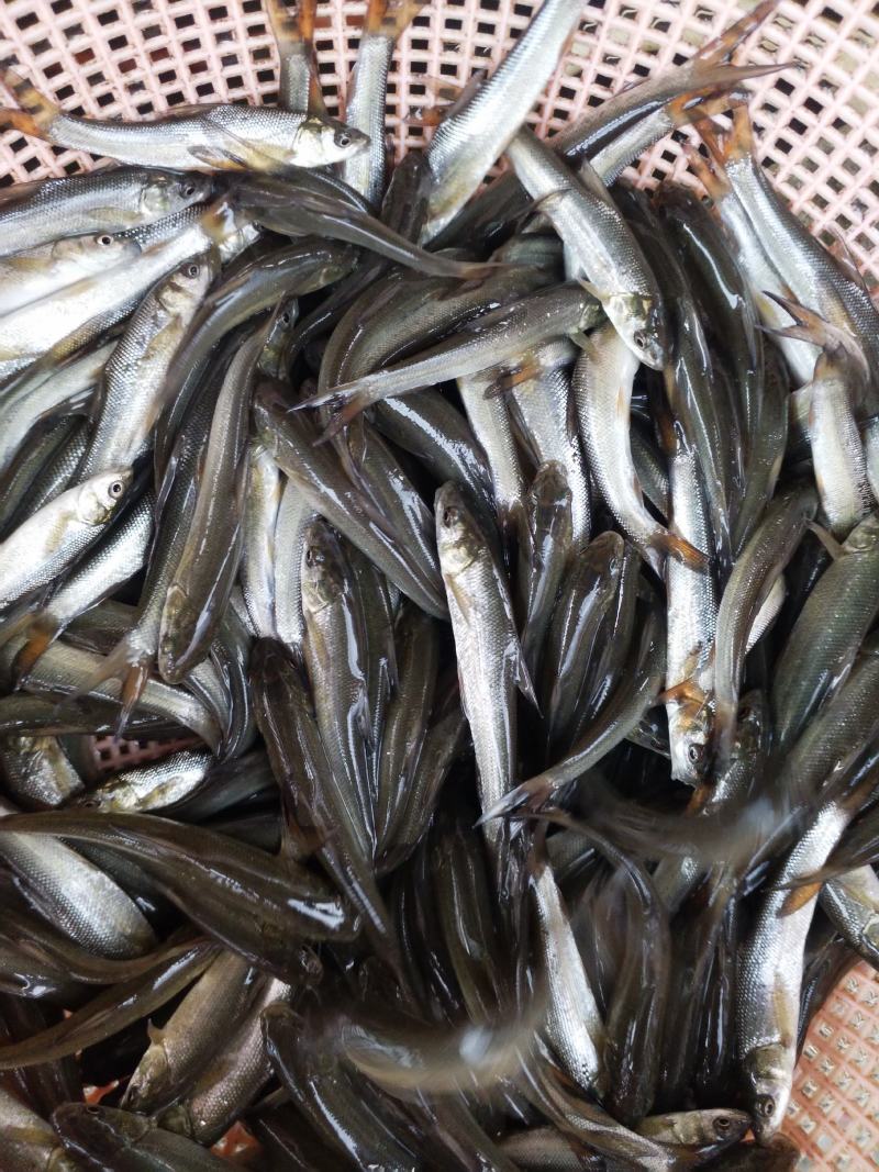 银鳕鱼苗淡水银鳕鱼鱼场直供提供技术指导包运输下塘