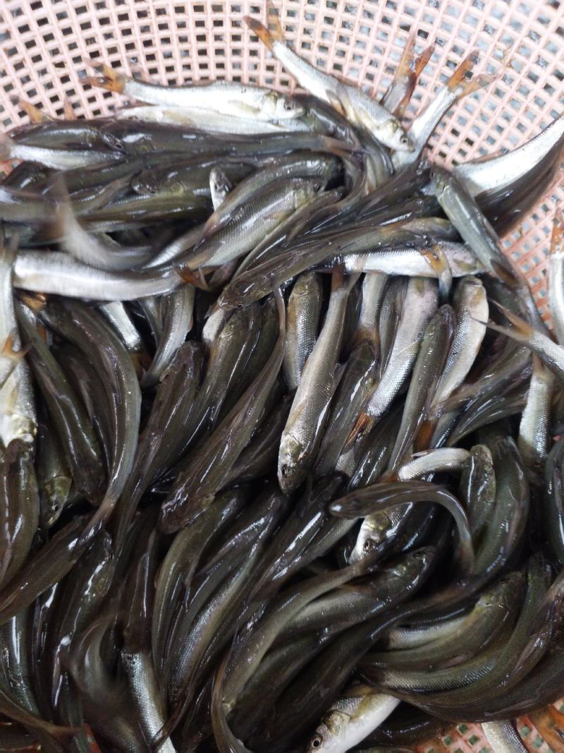 银鳕鱼苗淡水银鳕鱼鱼场直供提供技术指导包运输下塘