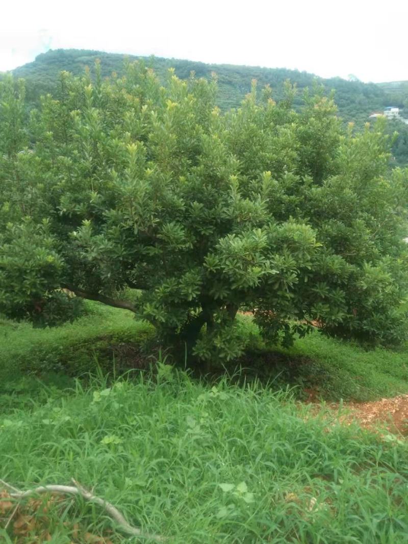 精品杨梅树老树（生苗）出售，地径15-30公分