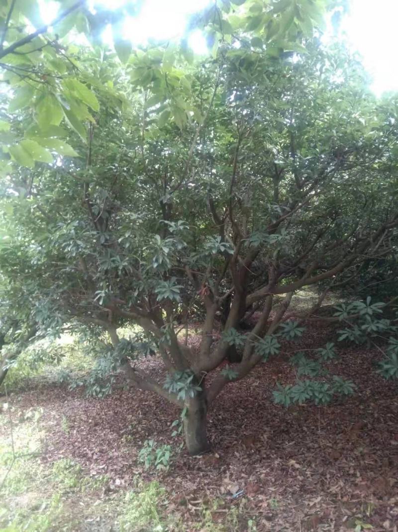 精品杨梅树老树（生苗）出售，地径15-30公分