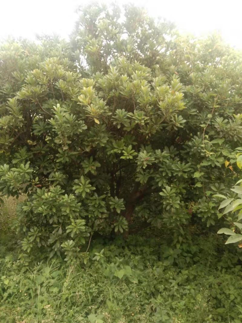 精品杨梅树老树（生苗）出售，地径15-30公分