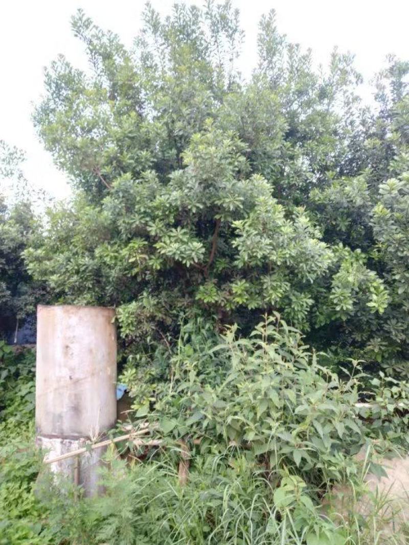 精品杨梅树老树（生苗）出售，地径15-30公分