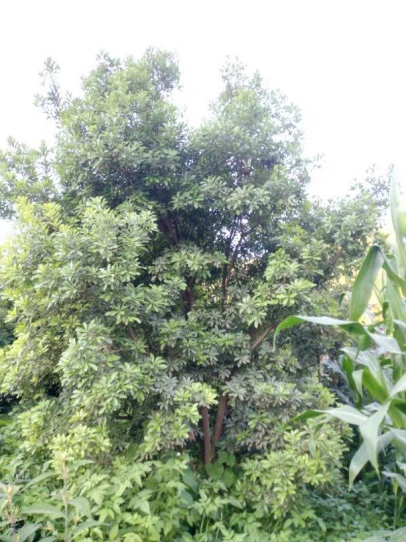 精品杨梅树老树（生苗）出售，地径15-30公分