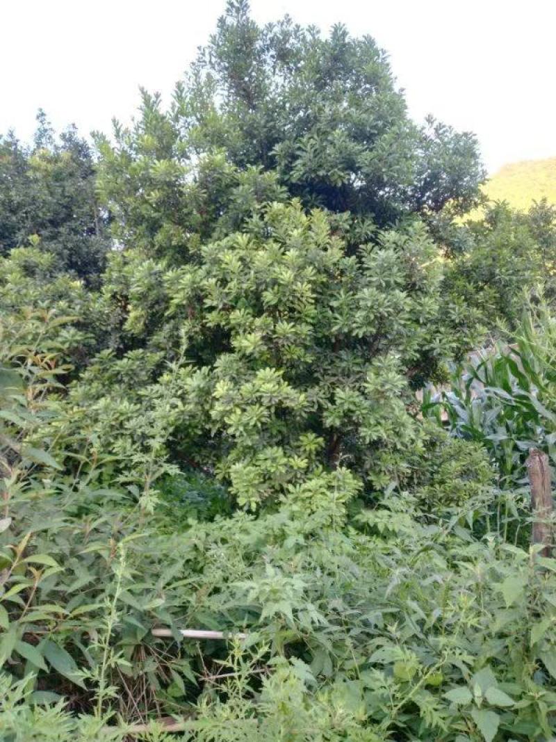 精品杨梅树老树（生苗）出售，地径15-30公分