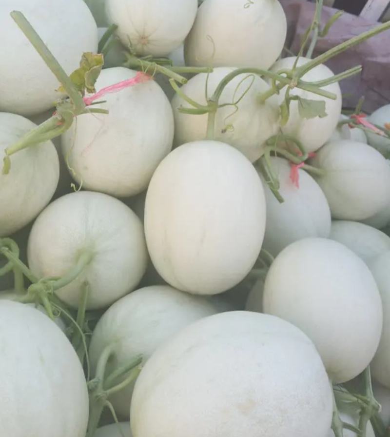 海南玉菇大量上市，承接电超一件代发及市场供货等