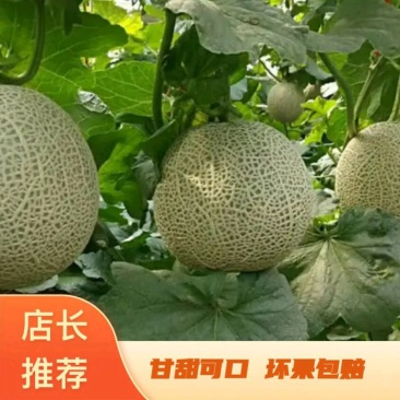 【实力供货】海南玫珑瓜网纹瓜，承接超市，电商一件代发等