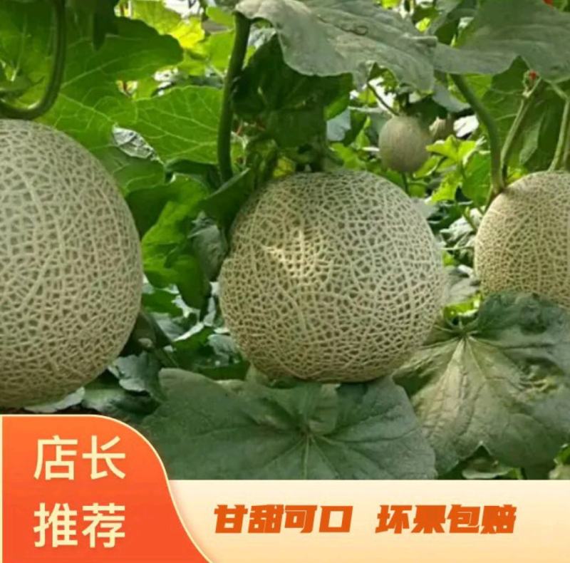 【实力供货】海南玫珑瓜网纹瓜，承接超市，电商一件代发等