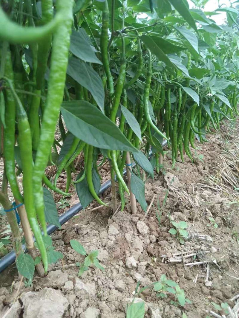 青线椒【河南开封通许万亩基地直供高质量高标准】