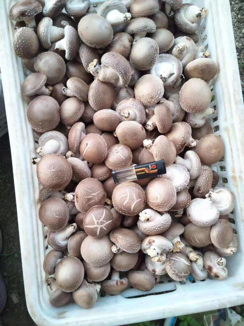 鲜香菇