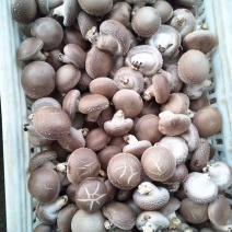 鲜香菇