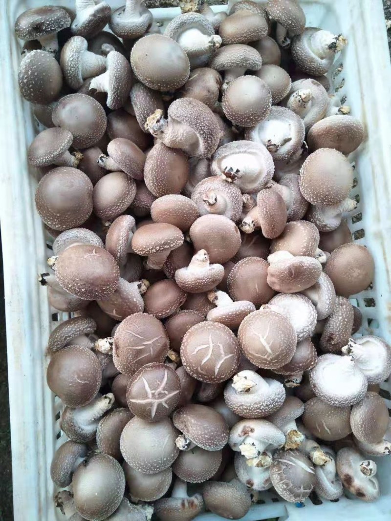 鲜香菇