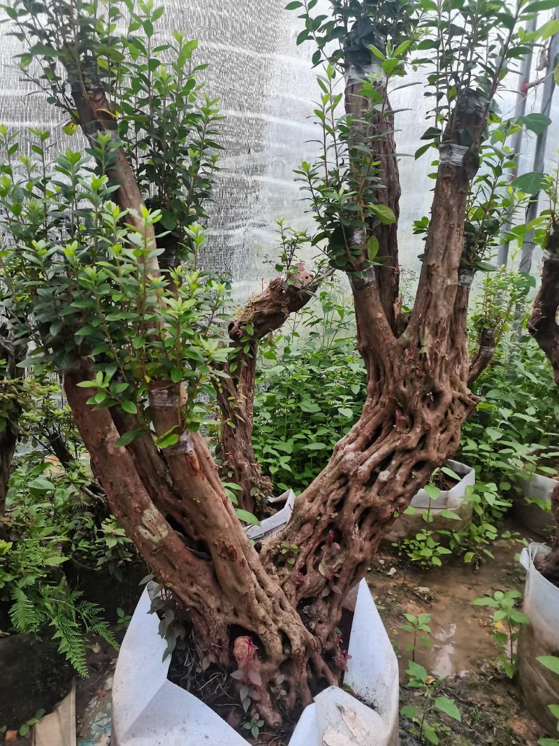 嫁接老桩非常漂亮，产地供应，一手货源，品质保证，价格！！