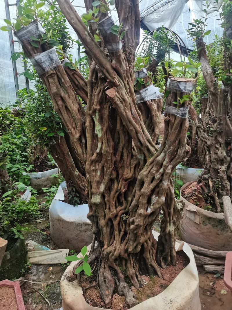 嫁接老桩非常漂亮，产地供应，一手货源，品质保证，价格！！