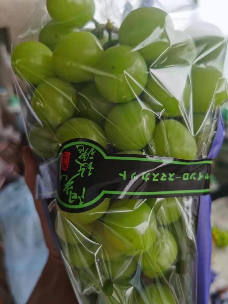 山西运城阳光玫瑰葡萄产地大量上市