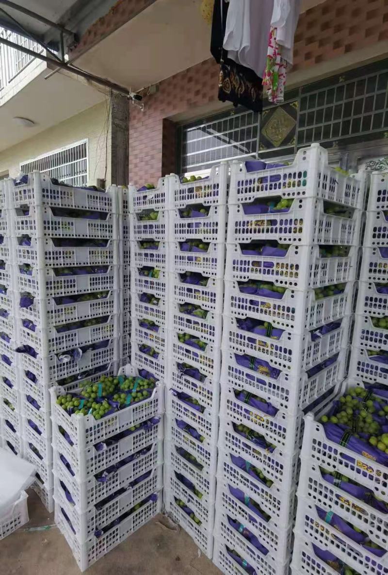 山西运城阳光玫瑰葡萄产地大量上市