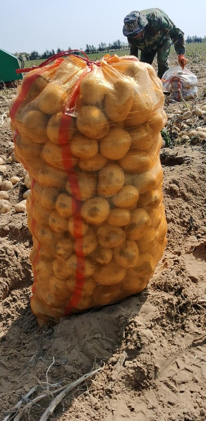 黄心电商土豆1.5-32-41两以下3两通天等
