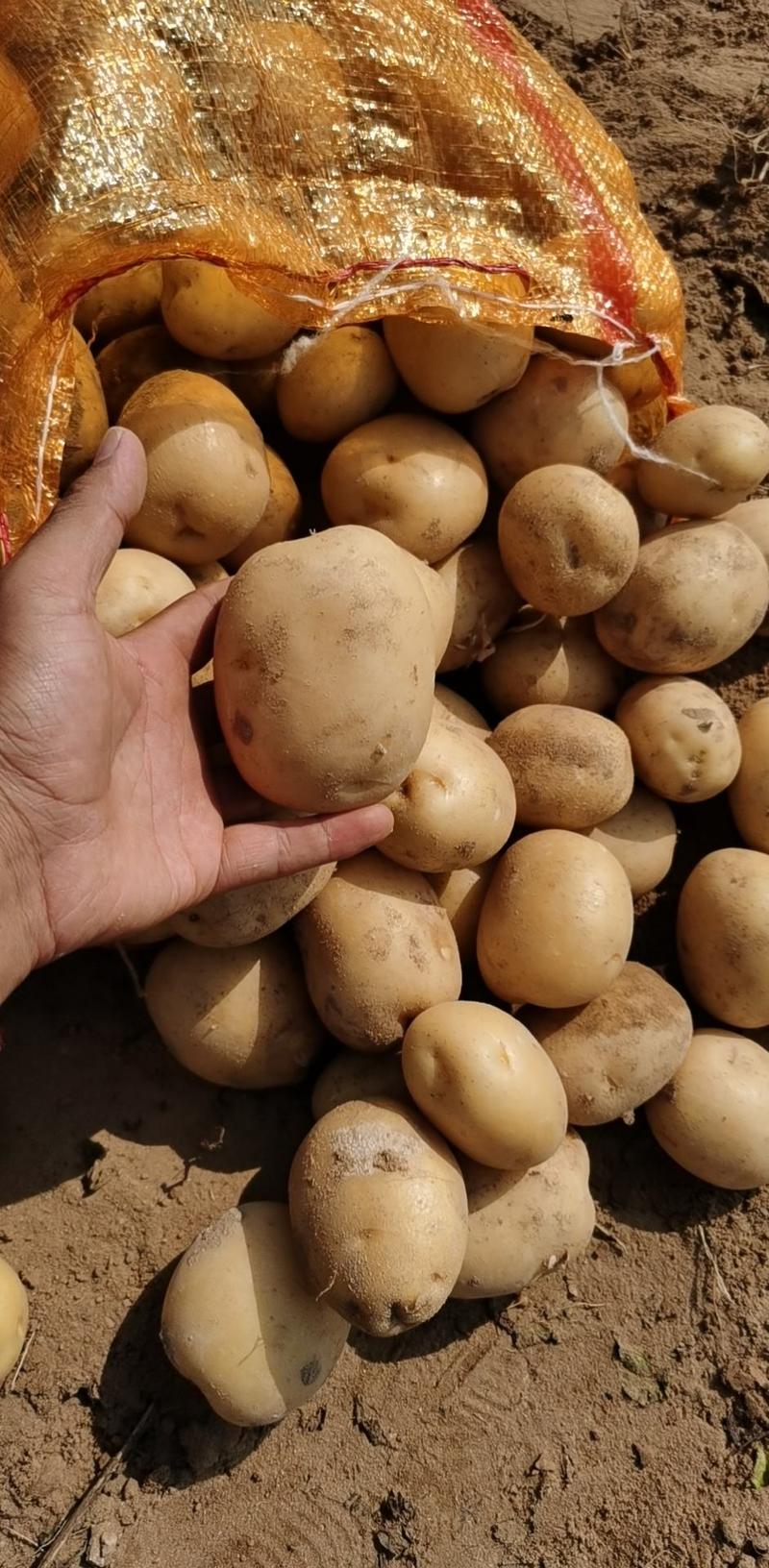 黄心电商土豆1.5-32-41两以下3两通天等