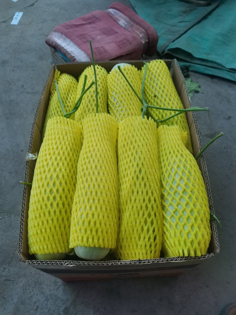 河南滑县万亩基地甜瓜，精品博洋6号，都是头茬好货，有需要
