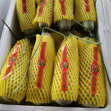河南滑县万亩基地甜瓜，精品博洋6号，都是头茬好货，有需要