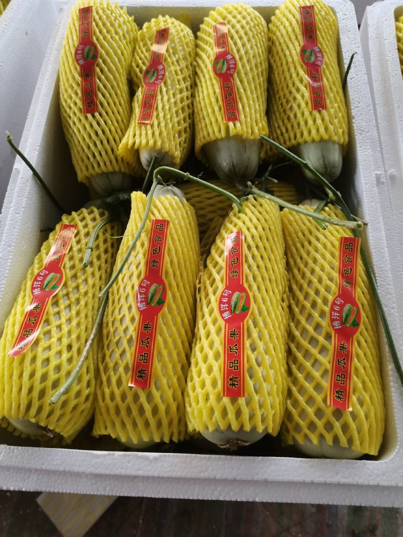 河南滑县万亩基地甜瓜，精品博洋6号，都是头茬好货，有需要