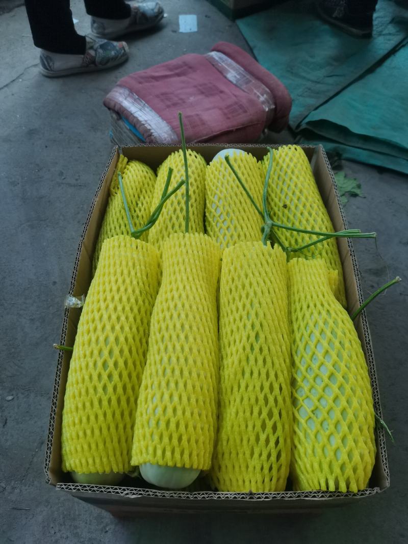 河南滑县万亩基地甜瓜，精品博洋6号，都是头茬好货，有需要