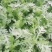 张北精品茼蒿基地直发质量有保证、全国代发车。