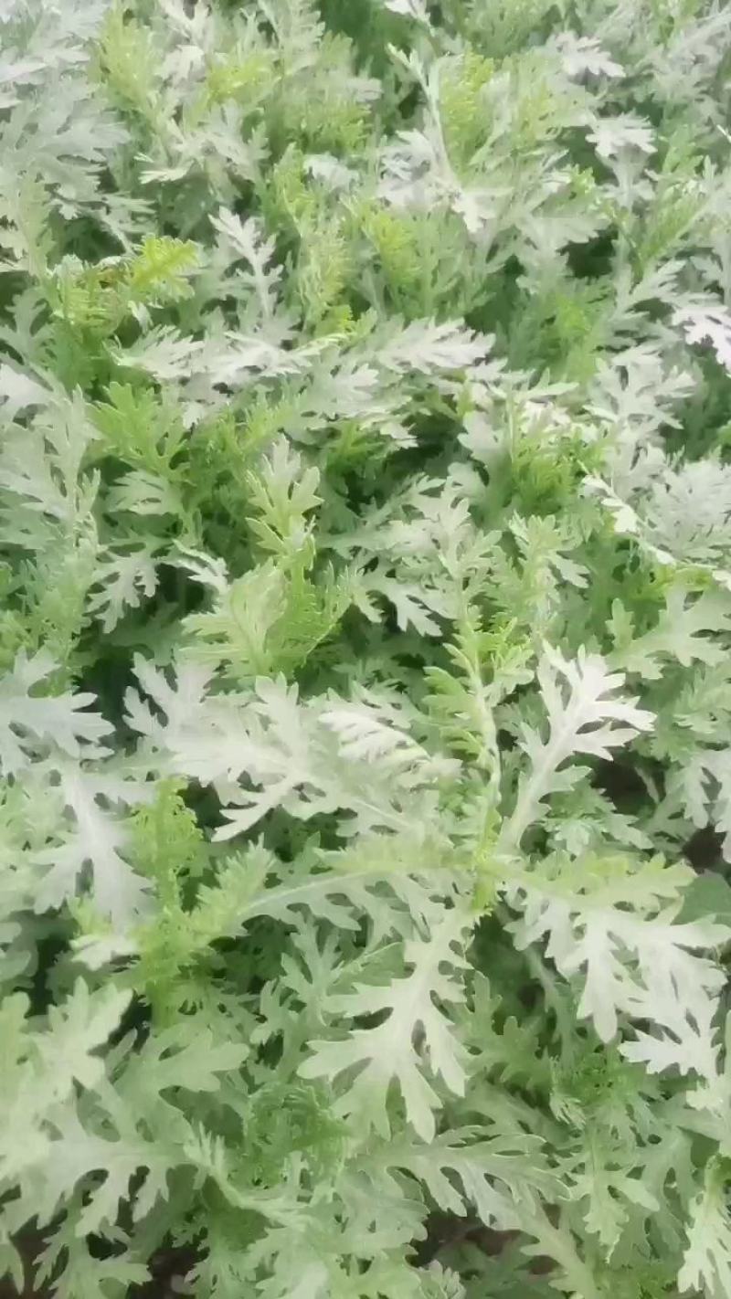 张北精品茼蒿基地直发质量有保证、全国代发车。