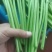 张北精品茼蒿基地直发质量有保证、全国代发车。