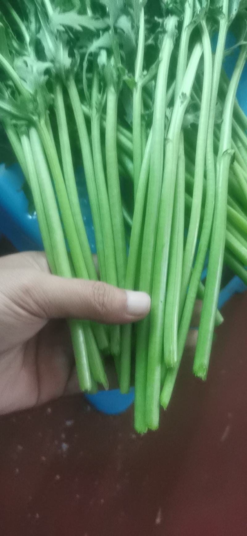 张北精品茼蒿基地直发质量有保证、全国代发车。
