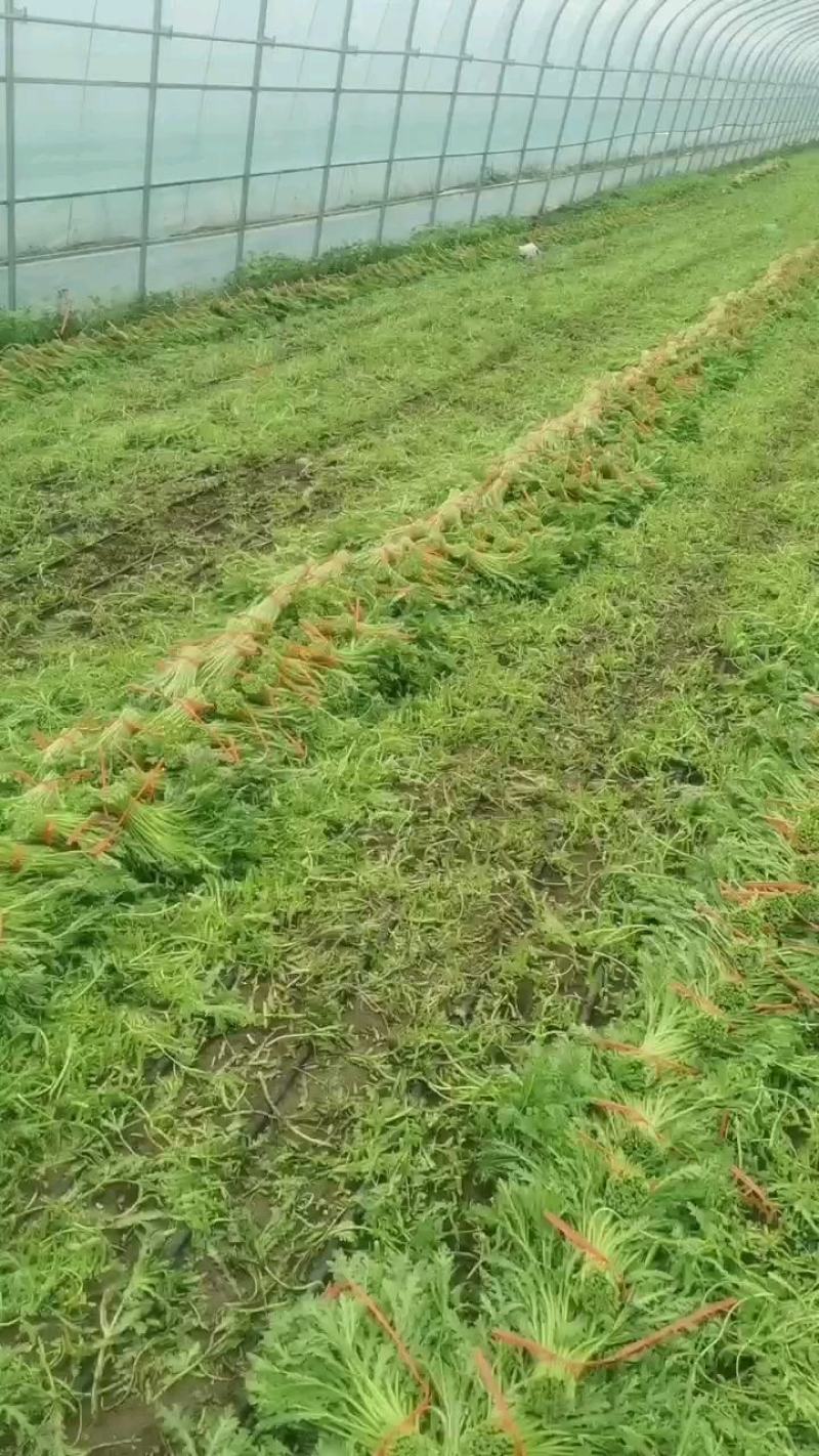 张北精品茼蒿基地直发质量有保证、全国代发车。