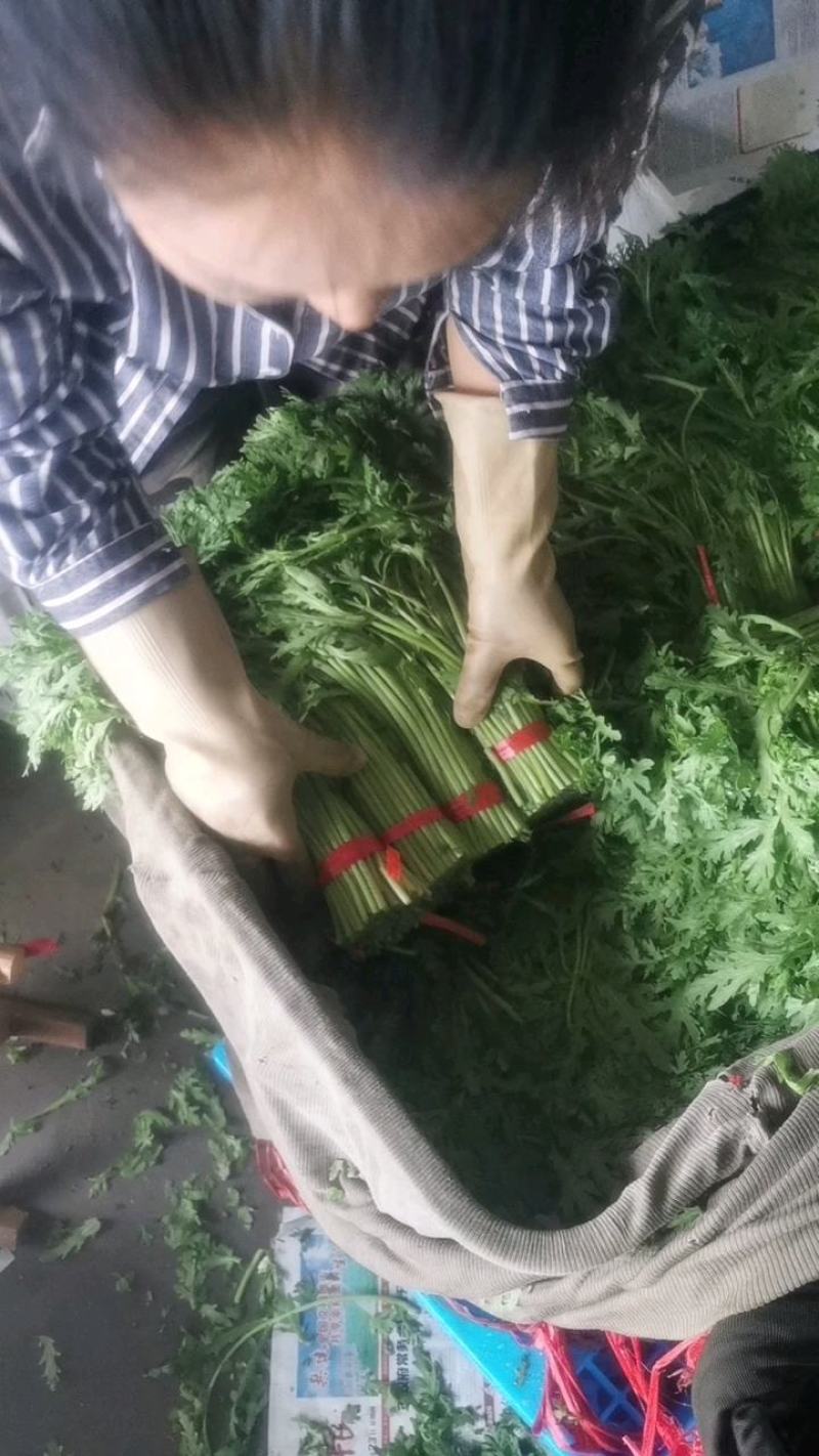 张北精品茼蒿基地直发质量有保证、全国代发车。