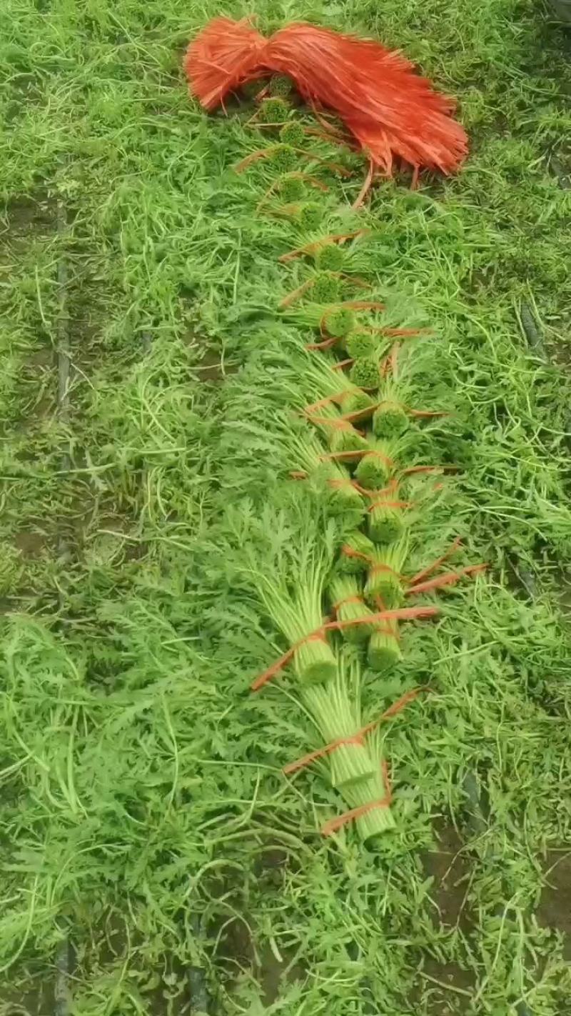 张北精品茼蒿基地直发质量有保证、全国代发车。