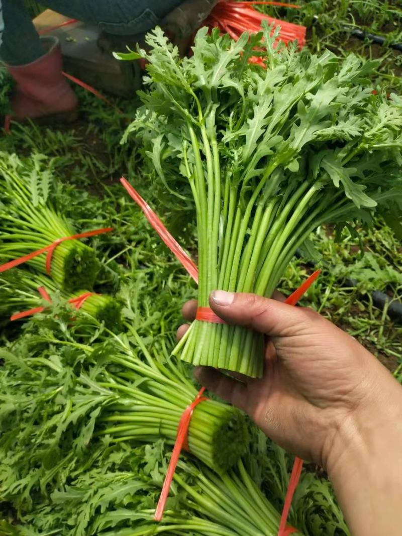 张北精品茼蒿基地直发质量有保证、全国代发车。